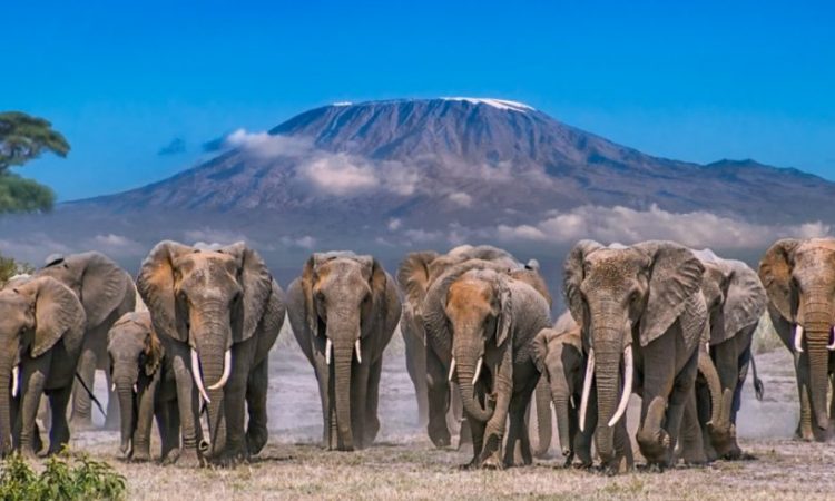 Amboseli