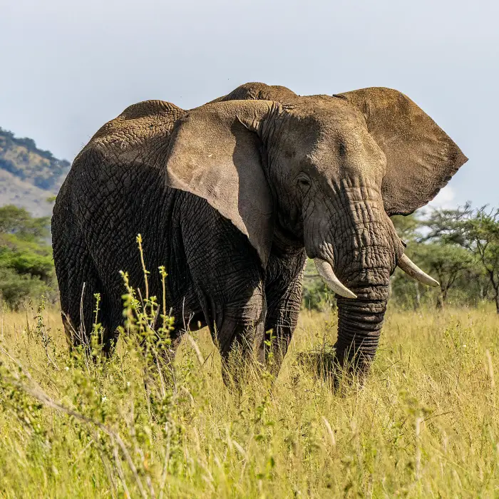 Amboseli National Safari – 3 Days 2 Nights