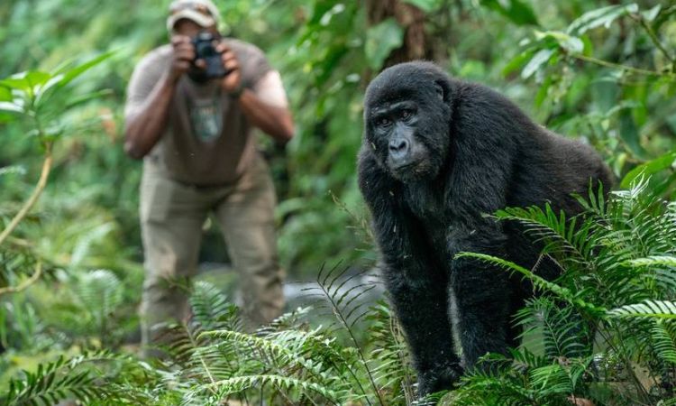 Heart of Uganda 3 Day Gorilla Package