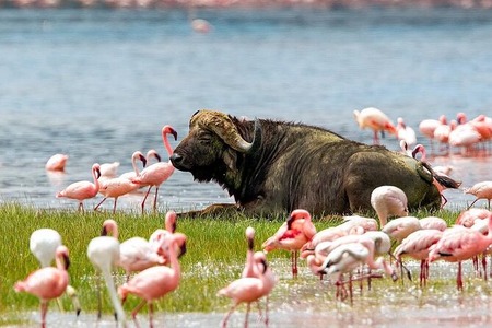 Lake Nakuru
